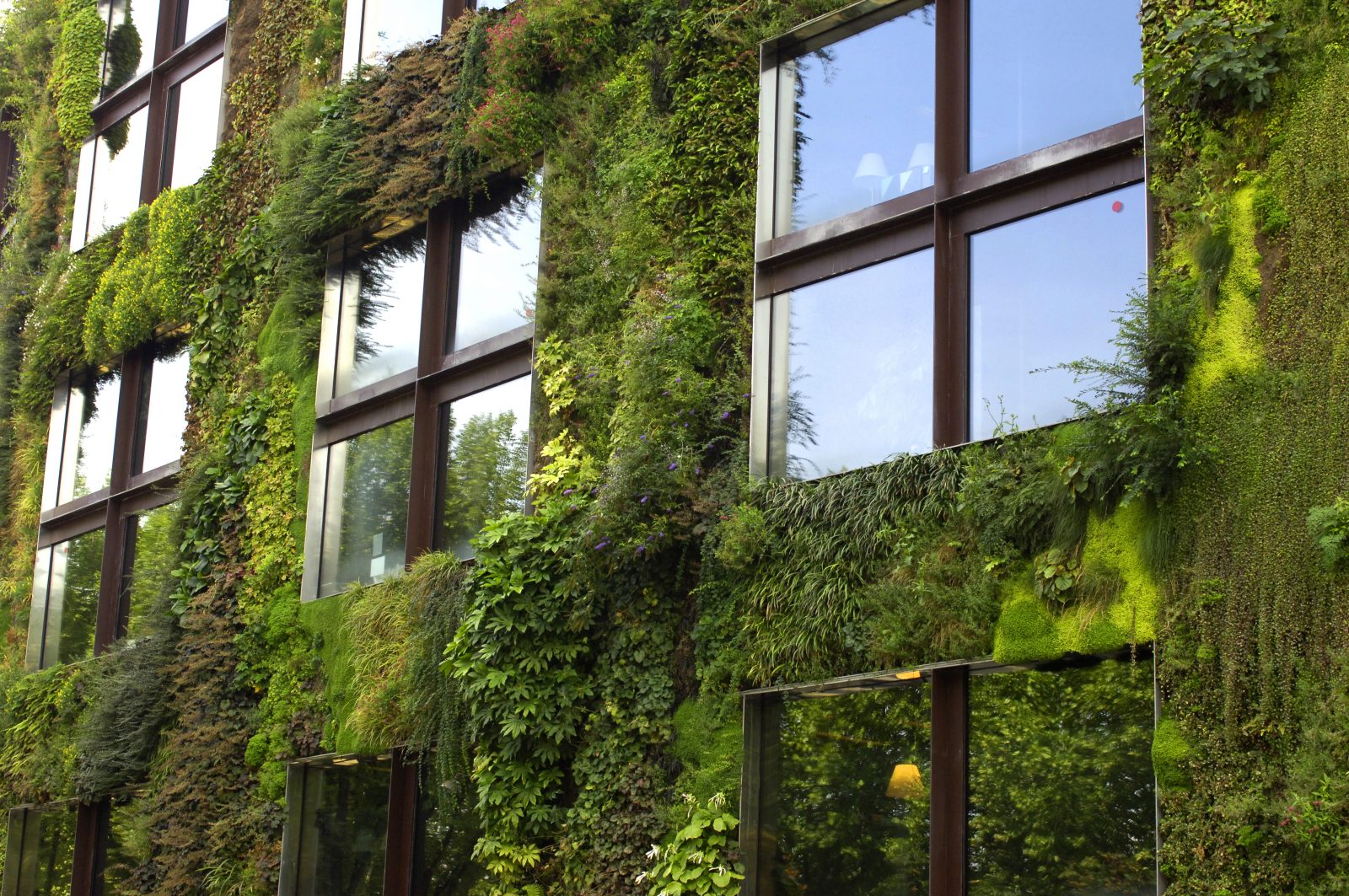 Building Living Walls: Designing and Maintaining Complex Vertical Ecosystems
