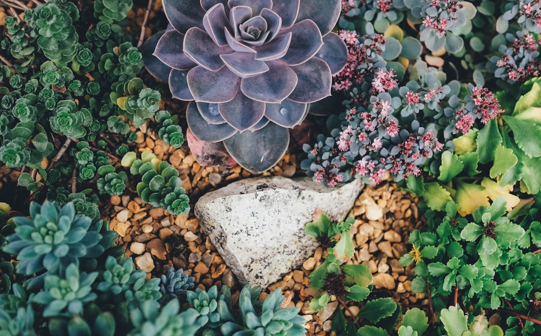 Basic Propagation Techniques: Taking Cuttings and Dividing Plants
