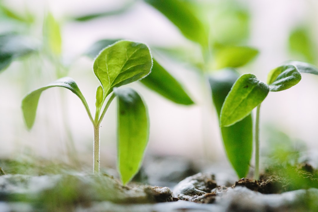 The Importance of Observation in the Garden: Learning from Your Plants