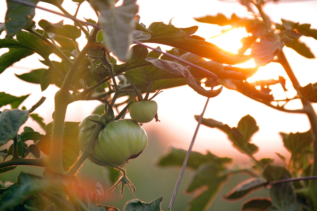 Organizing and Managing a Community Garden: Governance, Communication, and Collaboration