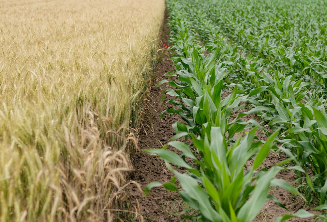 The Economics of Farming