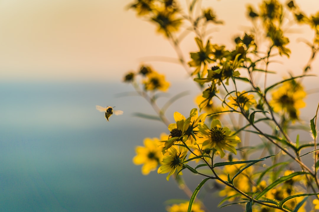 Harvesting Honey Sustainably: Best Practices for Bee Welfare and Honey Quality