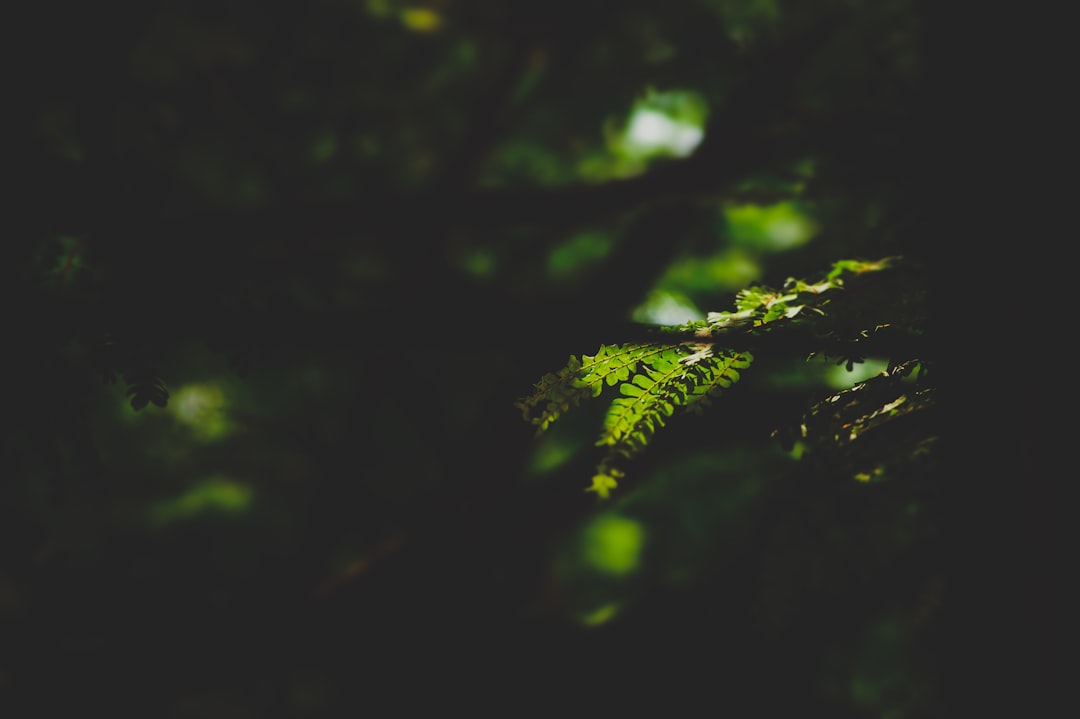 Gardening in Shady Areas: Thriving Plants for Low-Light Conditions