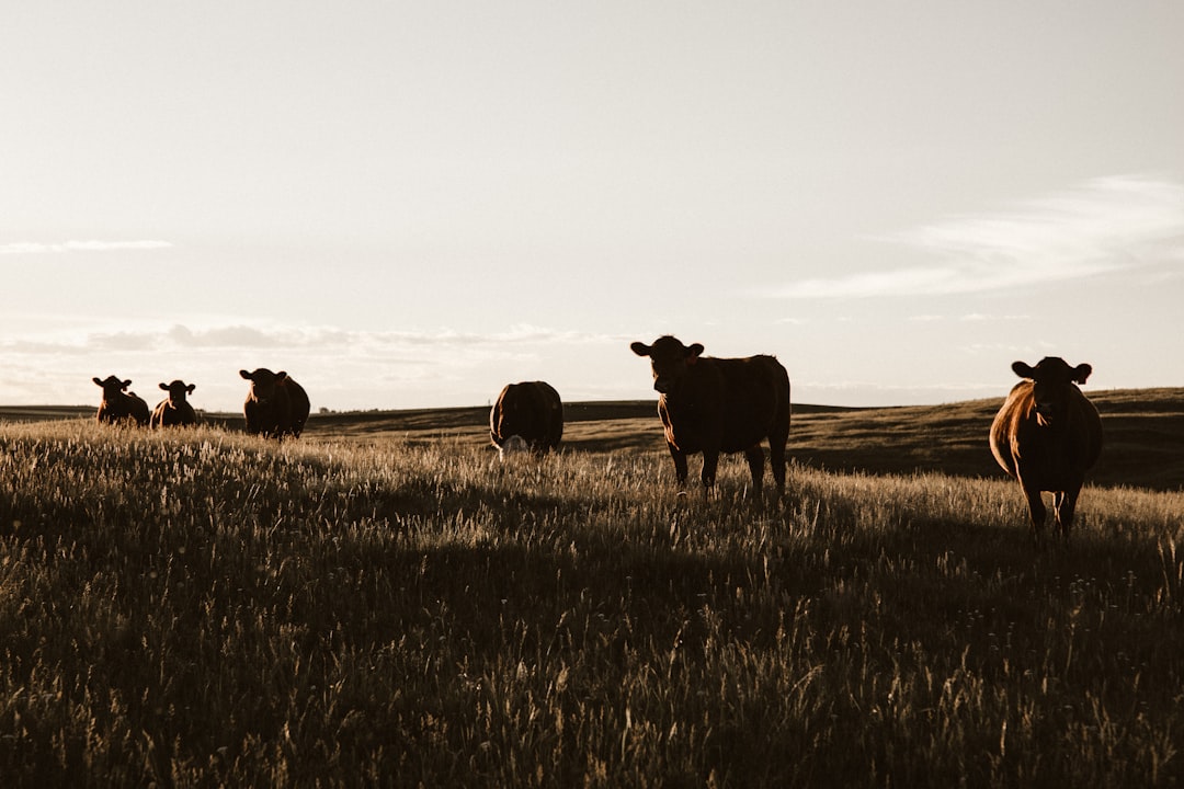 Managing Parasites in Livestock: Integrated Approaches for Different Regions