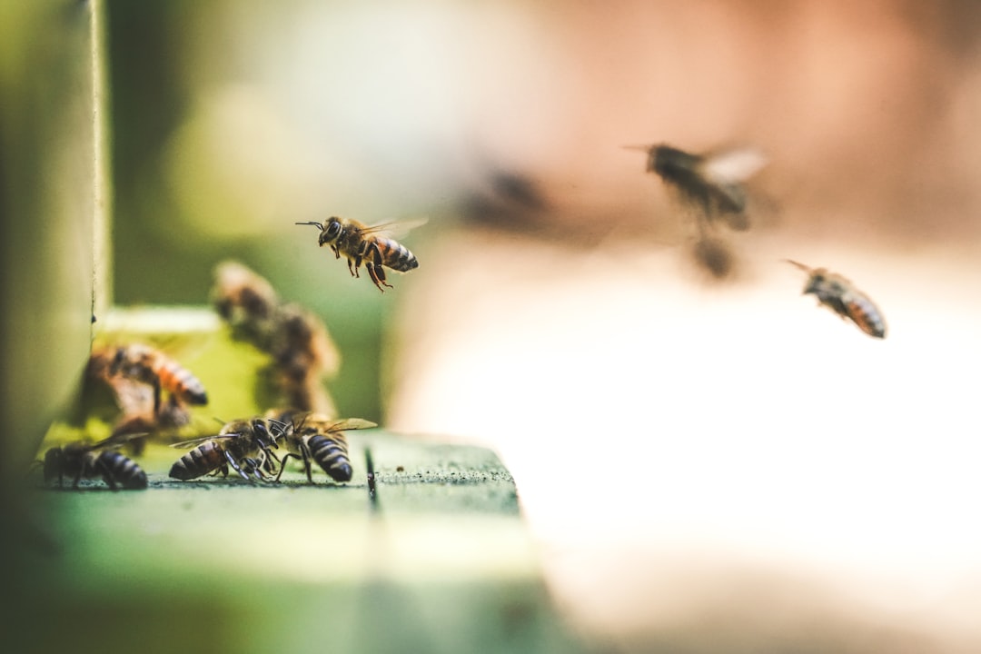 Addressing Common Misconceptions About Bees and Beekeeping