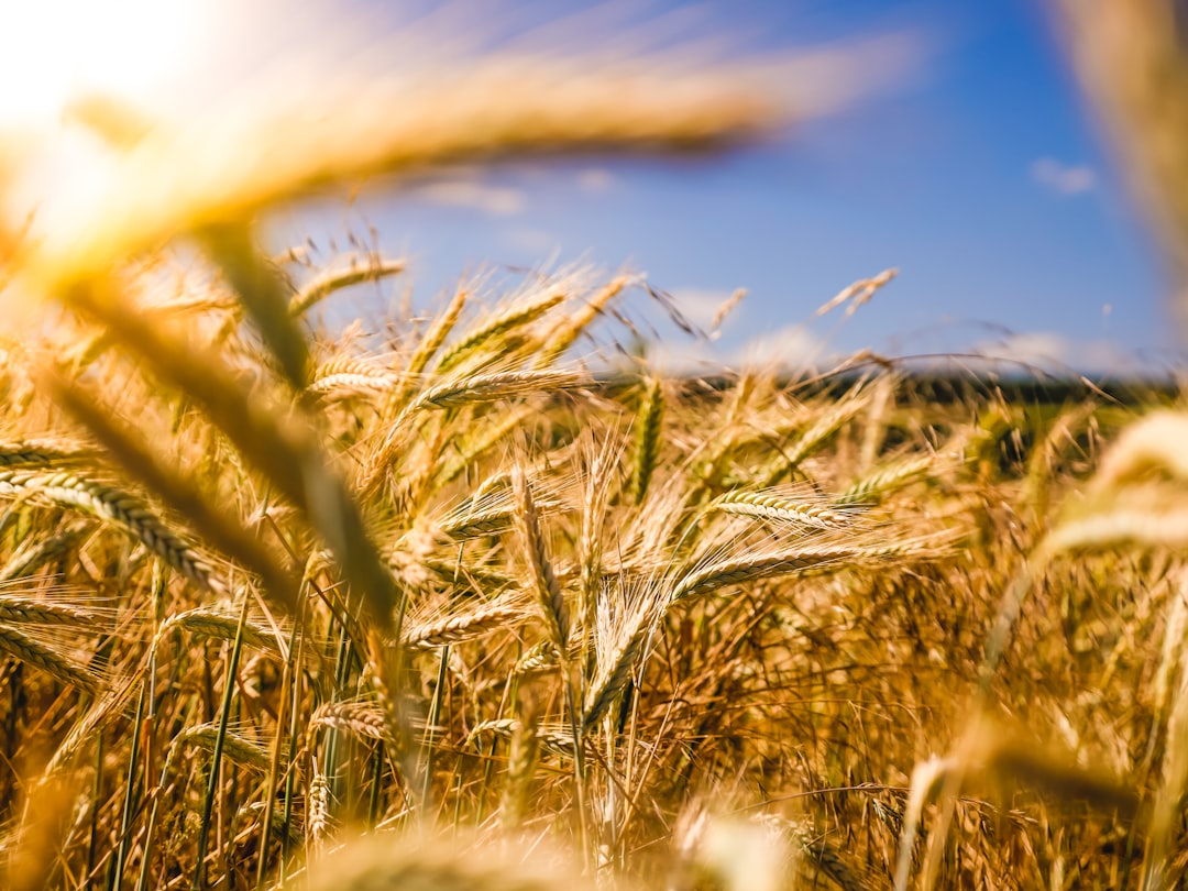 IoT in Agriculture: Connecting Farms for Smarter Management