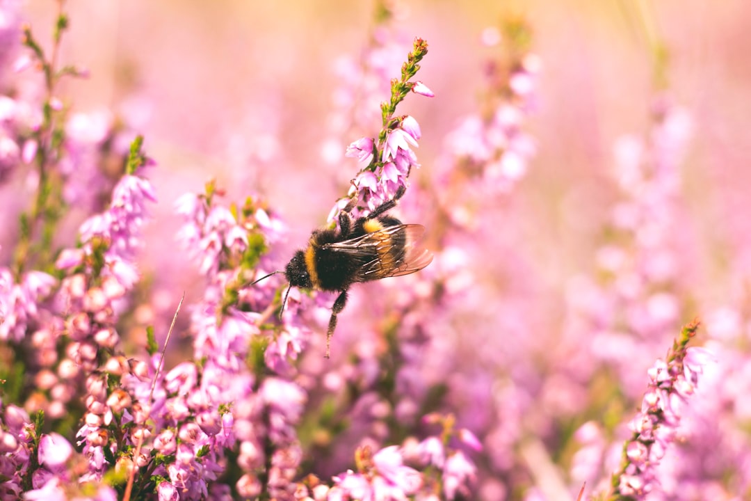 Promoting Bee-Friendly Landscapes and Forage in Agricultural and Urban Areas Worldwide