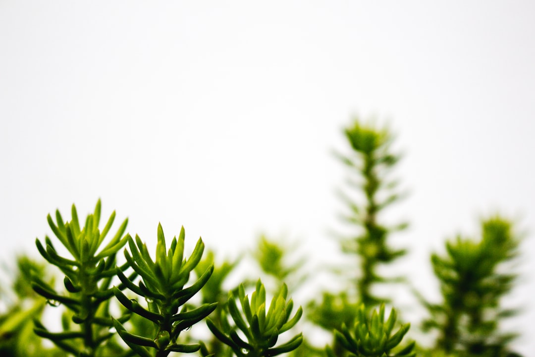 Understanding Basic Plant Nutrition: When and How to Fertilize Your Beginner Garden