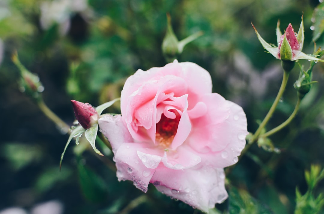 Growing Beautiful Roses: Essential Tips for Healthy Blooms