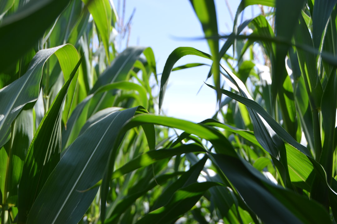 Sustainable Farming Practices as a Cornerstone of Long-Term Food Security