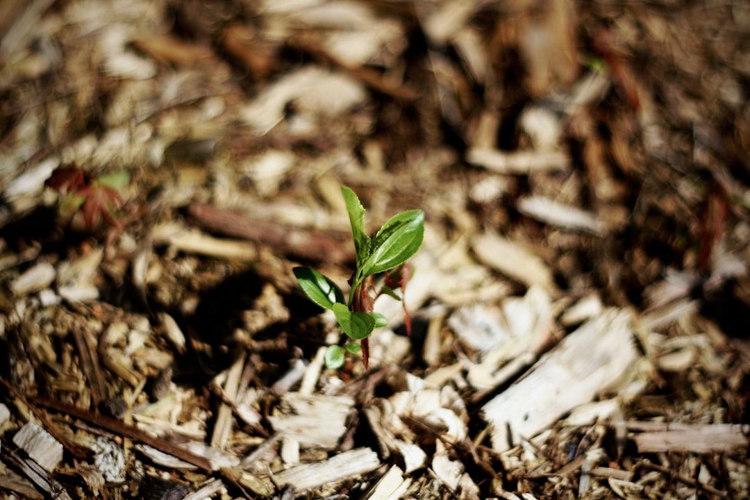 Mastering the Art of Mulching: Benefits and Best Materials for Various Garden Types