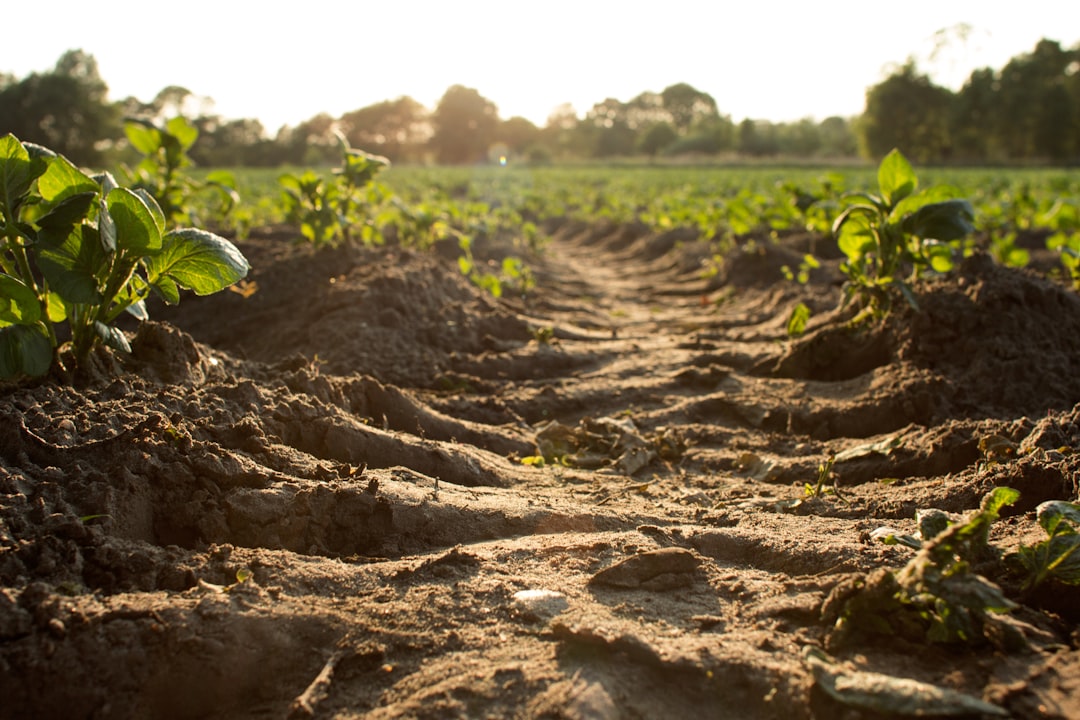 What are some examples of successful intercropping practices