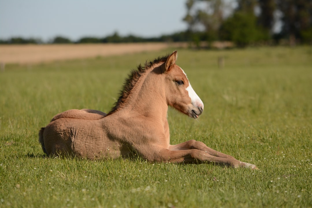 Equine Care and Management: Essential Practices for Horse Owners and Professionals