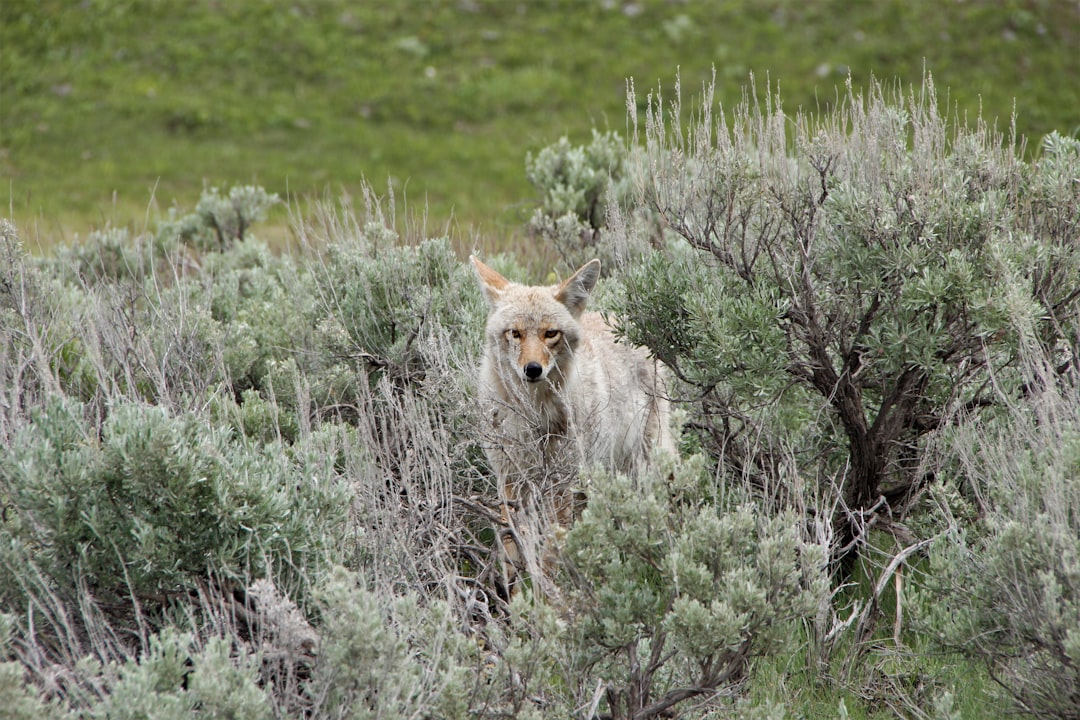 Exploring Your Local Ecosystem: A Field Guide for Beginners
