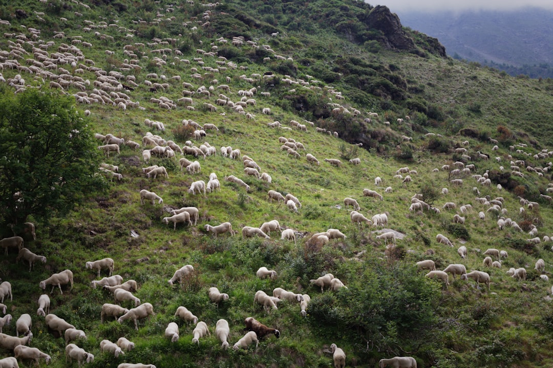 Rotational Grazing: Enhancing Pasture Health and Livestock Productivity