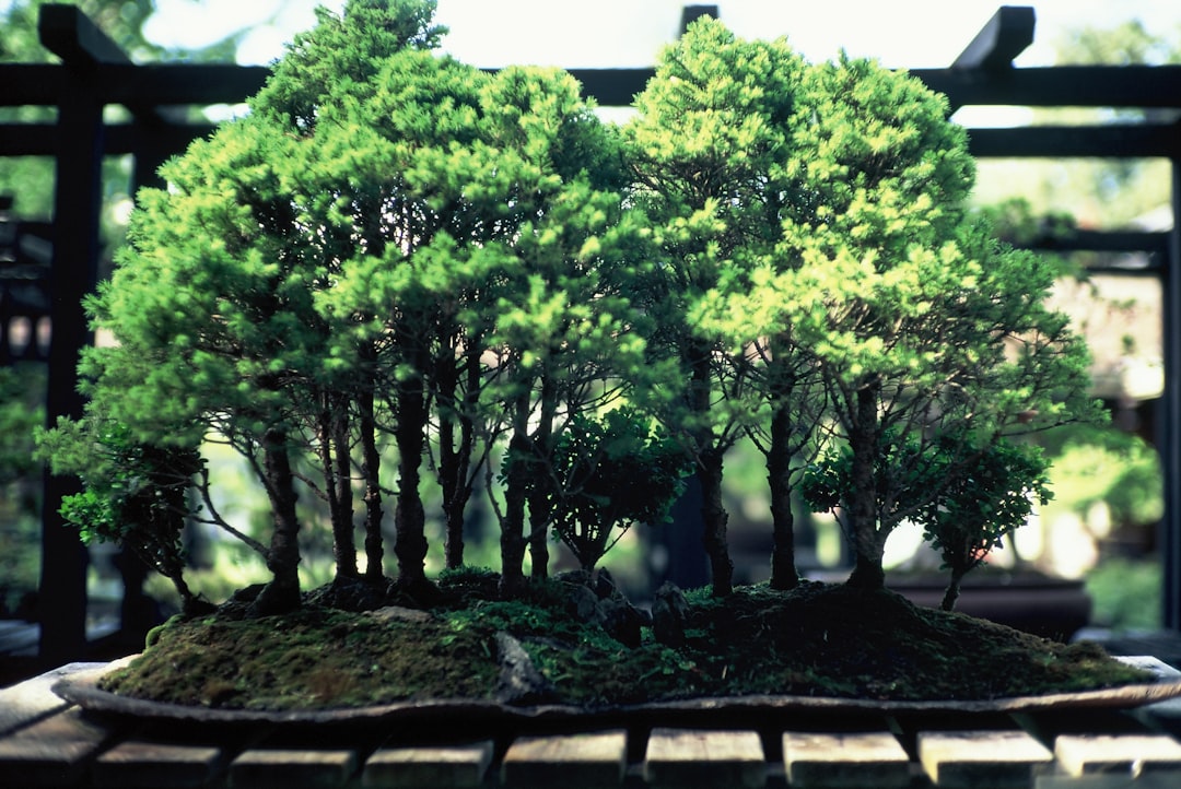 Protecting Your Bonsai from Pests and Diseases: Natural and Preventative Measures
