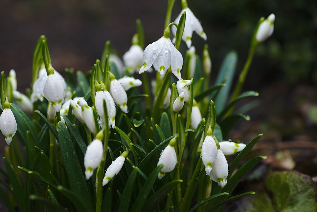Beautiful and Low-Maintenance Flowers Perfect for Beginning Gardeners