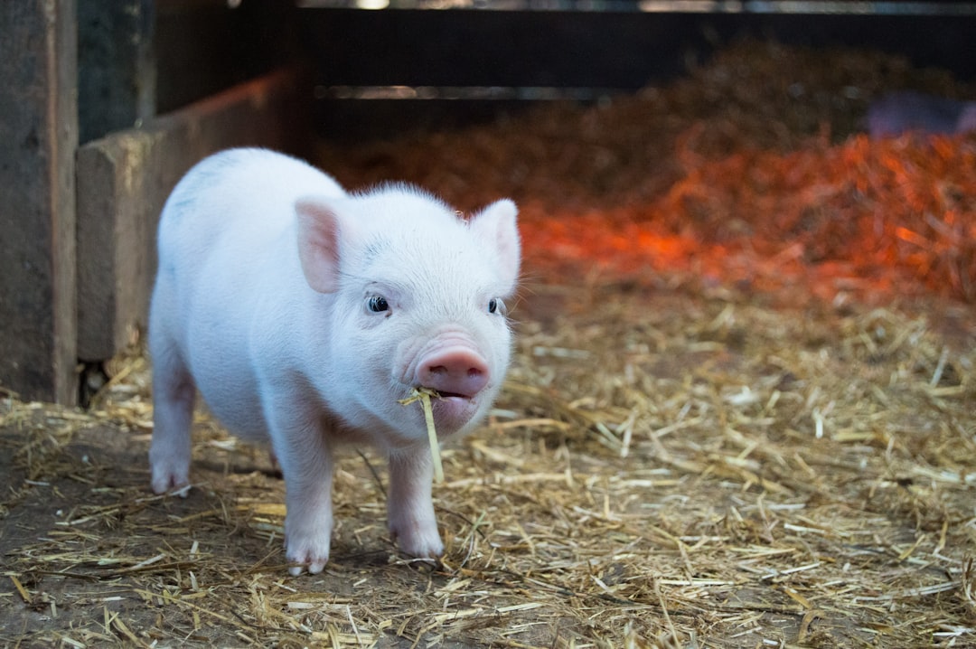 Sustainable Pig Farming: Balancing Productivity with Environmental Responsibility