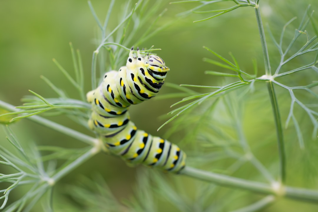 Organic Pest and Disease Management: Natural Solutions for Sustainable Agriculture