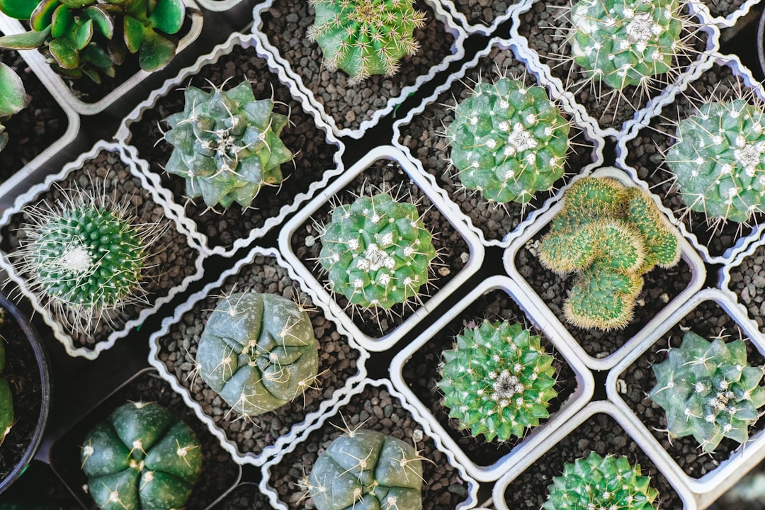 Caring for Succulents and Cacti: Watering, Light, and Soil Needs