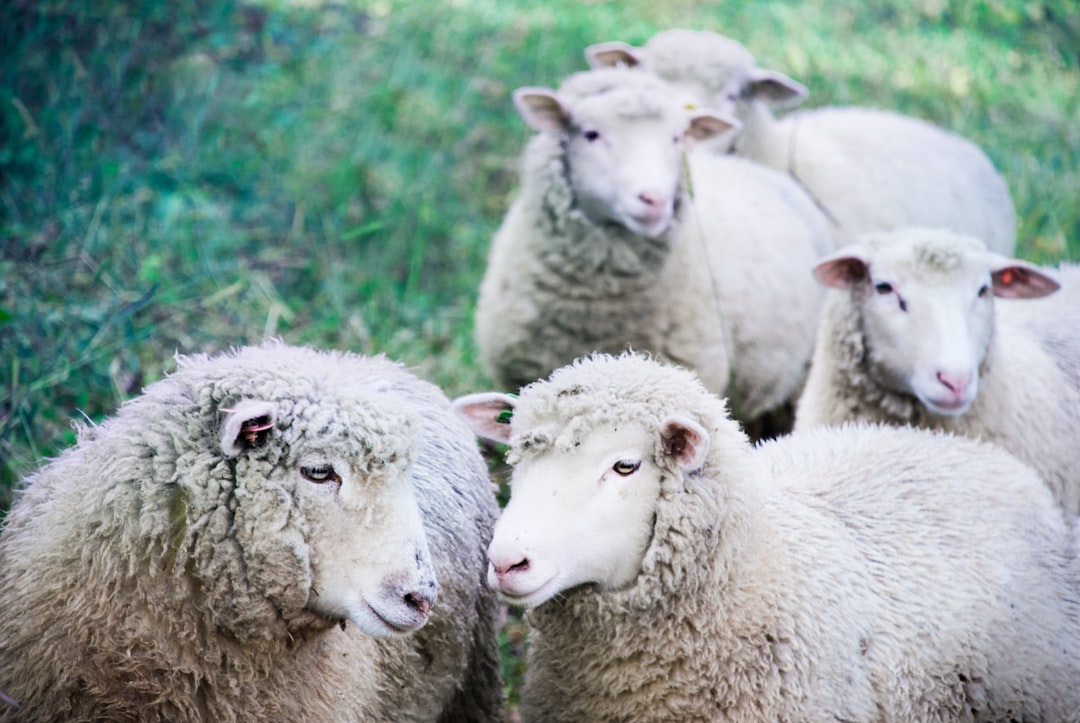 Successful Sheep and Goat Farming: From Pasture Management to Fiber Production