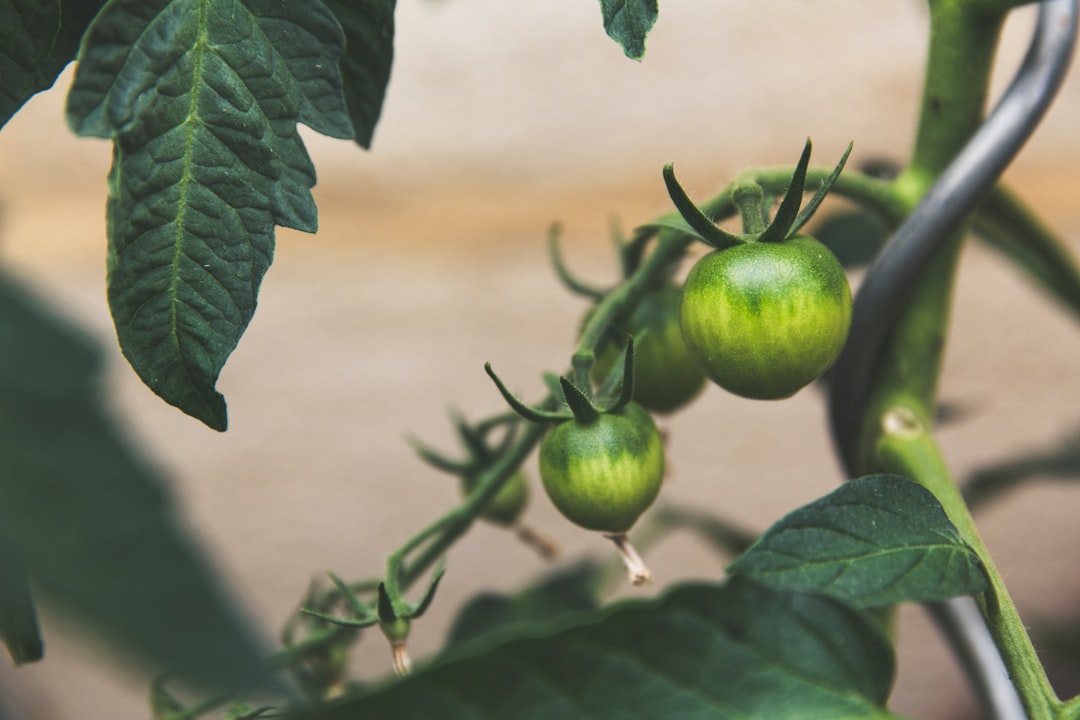 Essential Equipment for Hydroponic Gardening: Pumps, Lights, Timers, and More