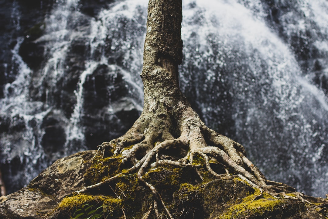 The Importance of Nebari (Surface Roots) in Bonsai Aesthetics