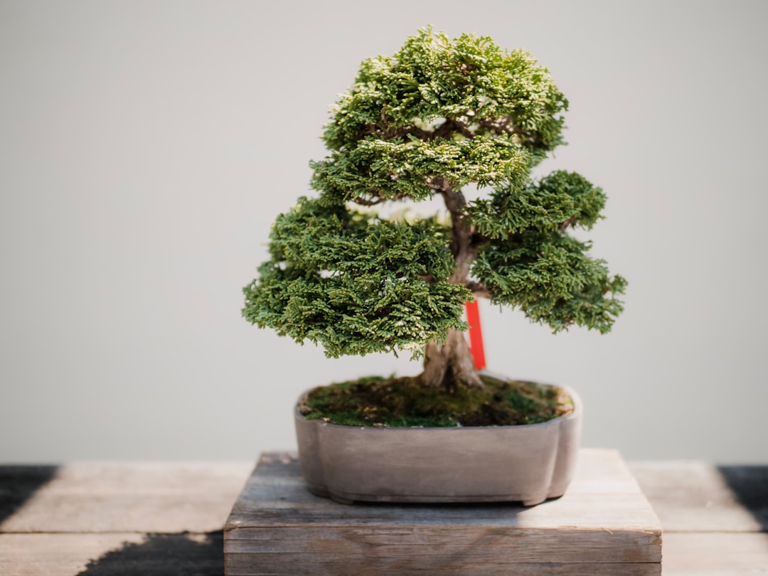 Watering Your Bonsai Correctly: Finding the Balance for Optimal Health