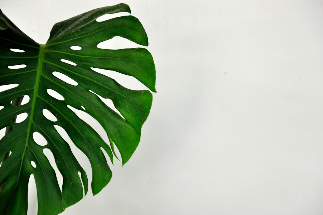 Cleaning Your Plant's Leaves: Why It Matters and How to Do It Properly