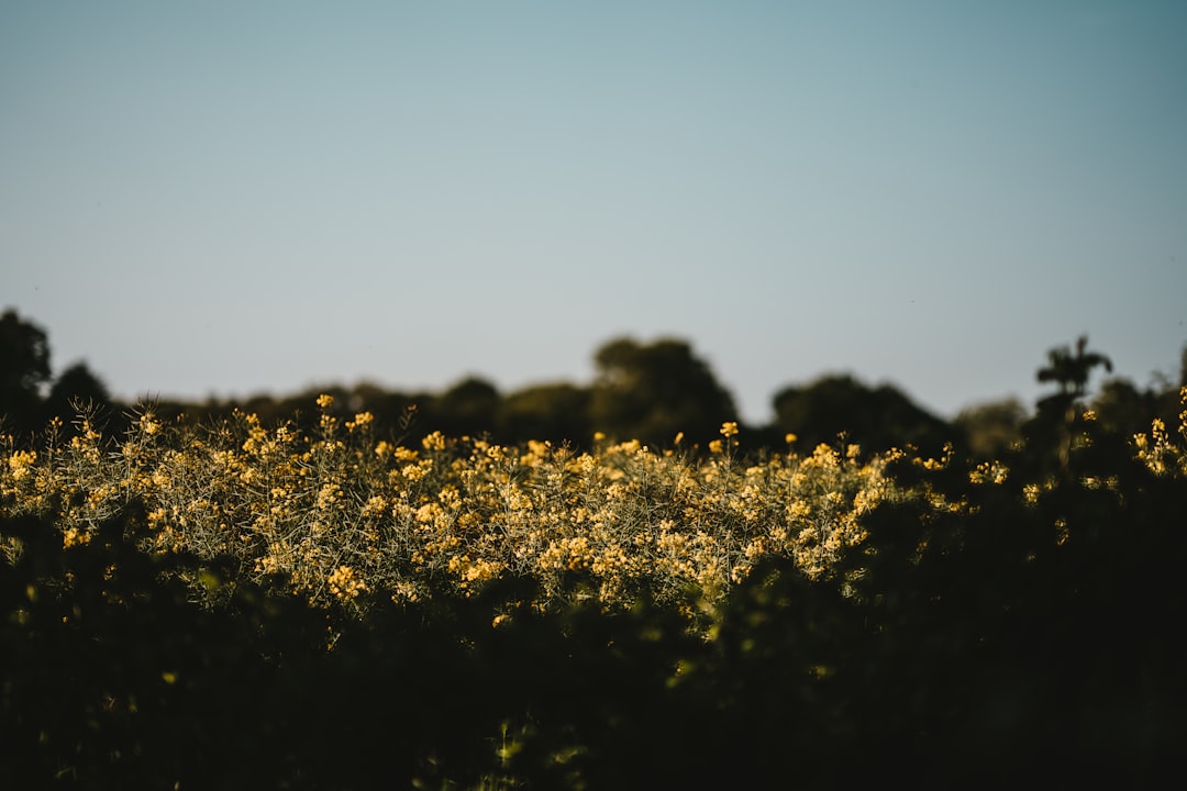 How does intercropping affect crop yields compared to monoculture