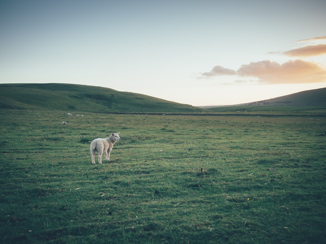 Implementing Effective Biosecurity Measures on Your Farm to Prevent Disease Outbreaks