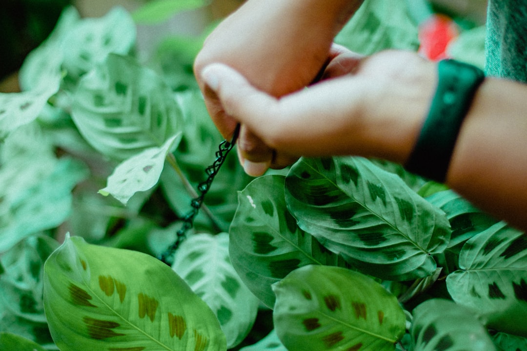 Plant Care on a Budget: Affordable Tips and DIY Solutions