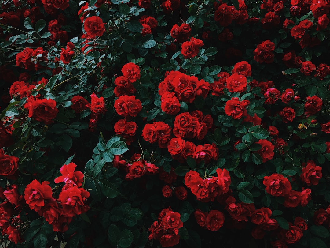 The Importance of Deadheading: Encouraging More Blooms and a Tidier Garden