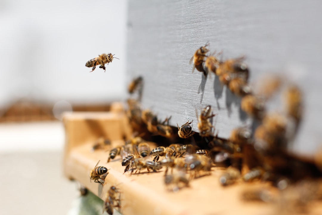 Natural and Treatment-Free Beekeeping Methods: A Global Movement