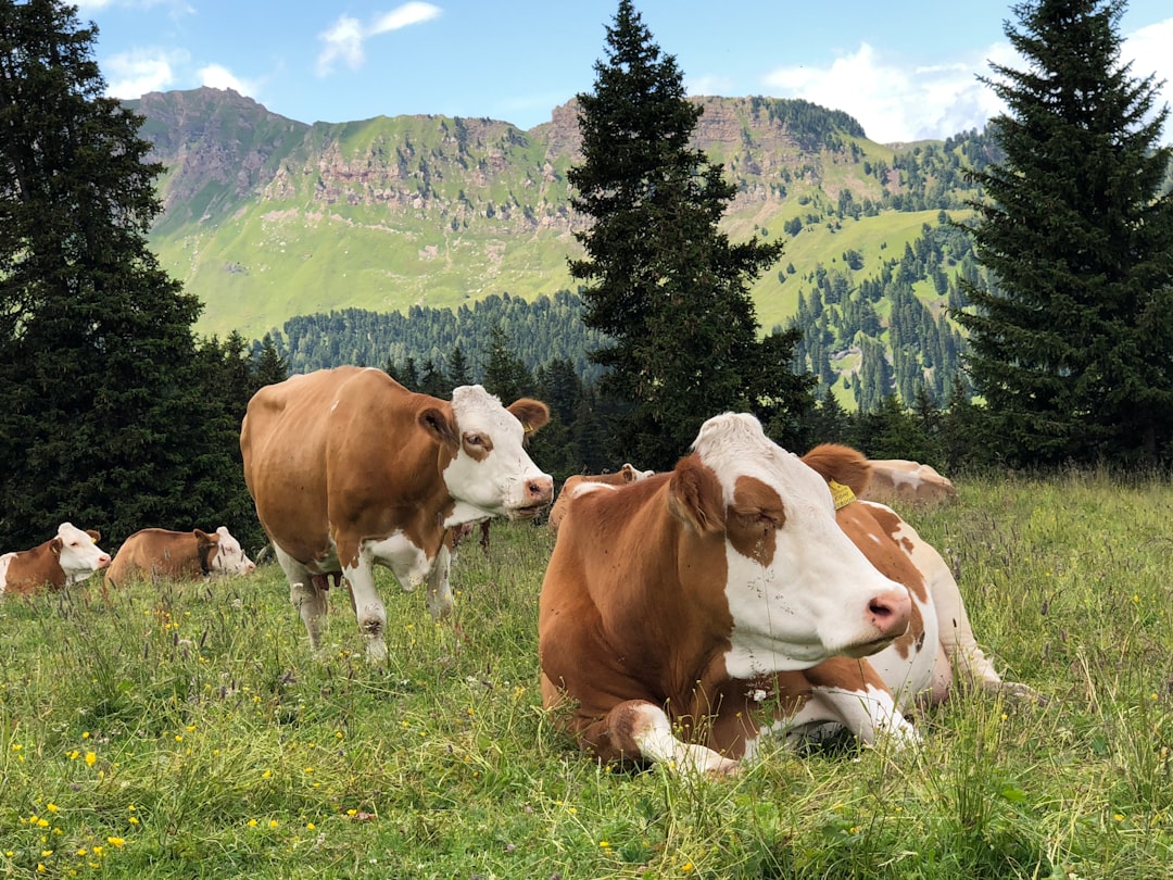 Reducing the Environmental Impact of Livestock Farming: Strategies for a More Sustainable Future