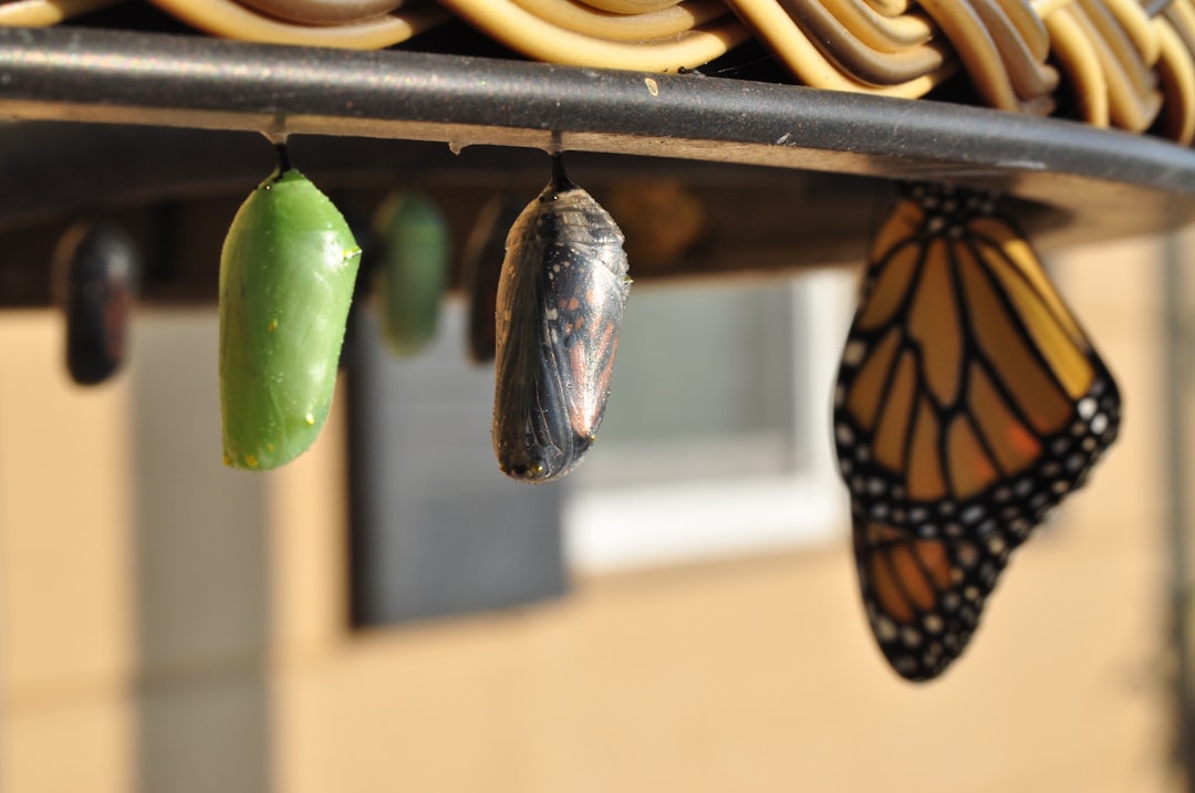 Population Ecology: Studying the Dynamics of Species Growth and Interactions