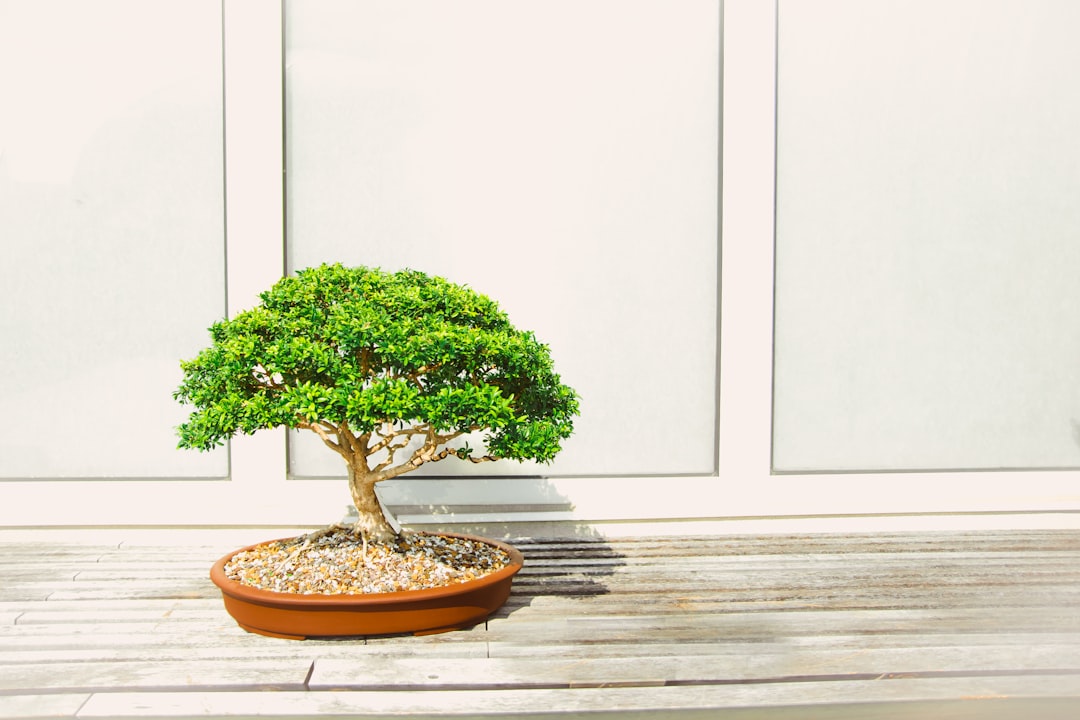 Understanding Bonsai Soil: Creating the Right Mix for Drainage and Aeration