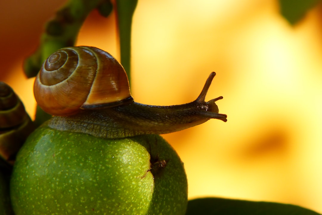 Integrated Pest Management (IPM): Ecological Approaches to Pest Control