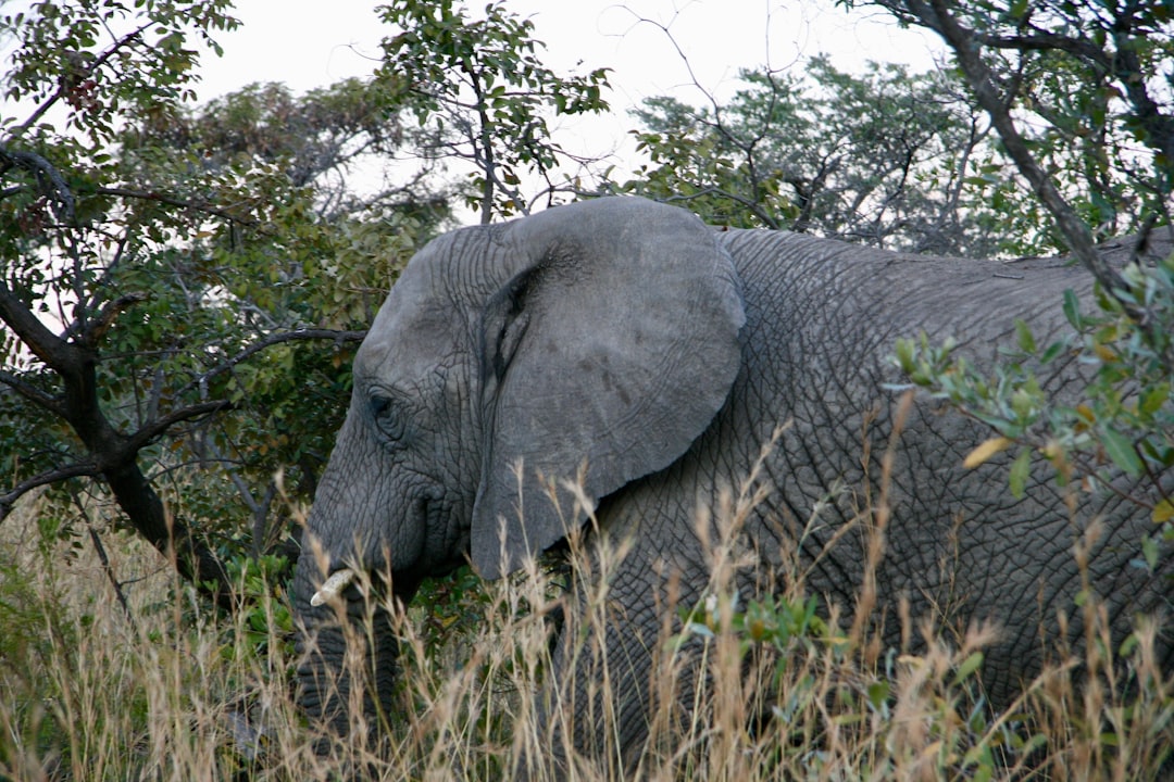Conservation Biology: Protecting Endangered Species and Habitats