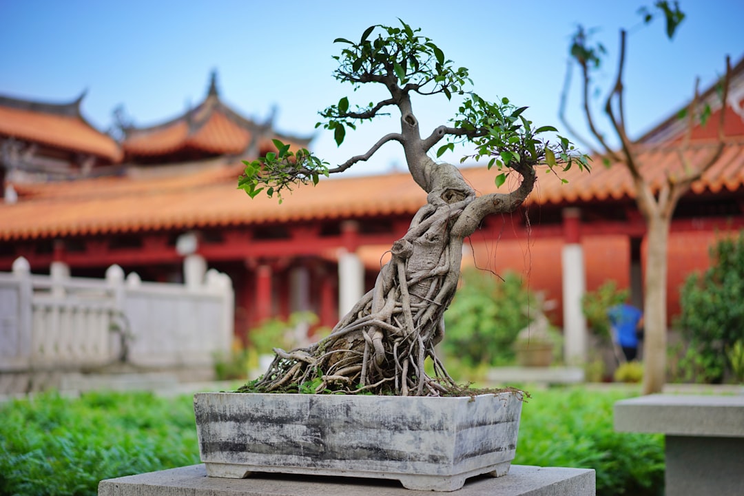 The Art of Bonsai: Cultivating Miniature Trees and Connecting with Nature