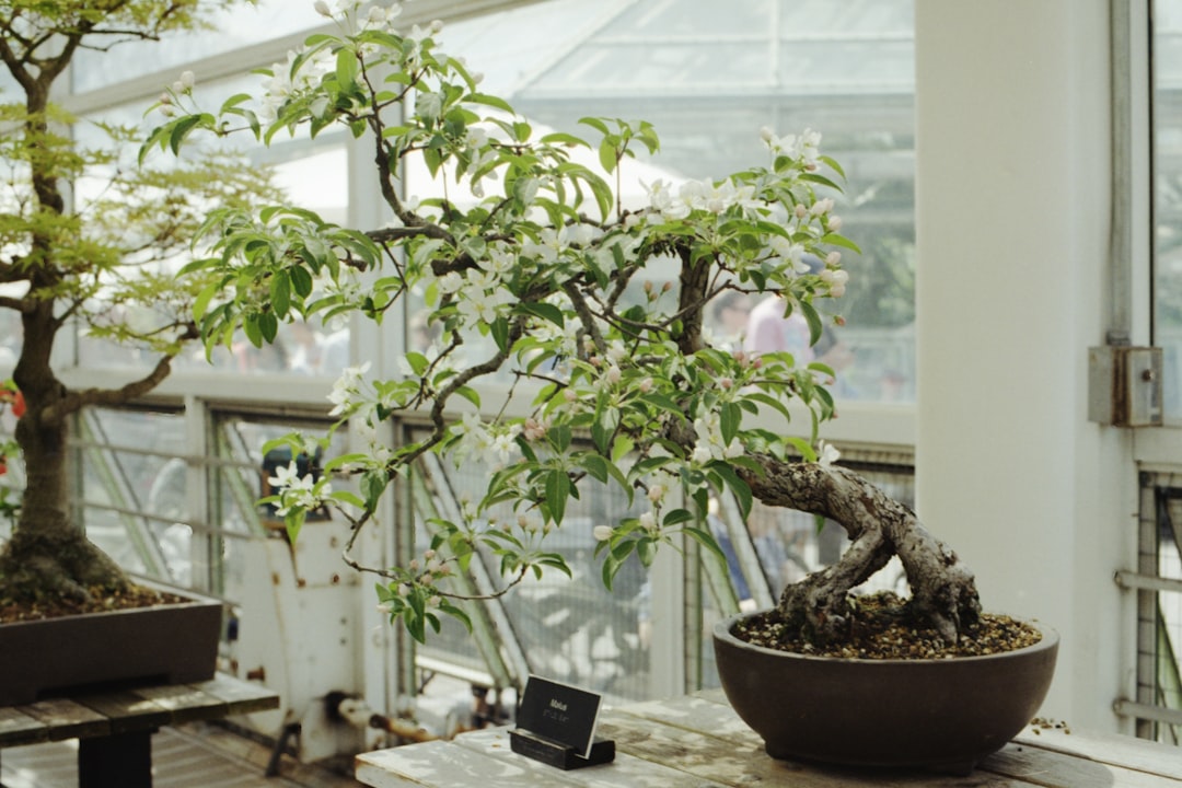 Creating Bonsai from Native Trees in Your Region: A Unique and Sustainable Approach