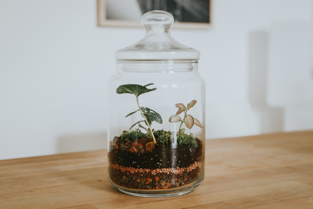 Building a Terrarium: Creating a Miniature Indoor Ecosystem