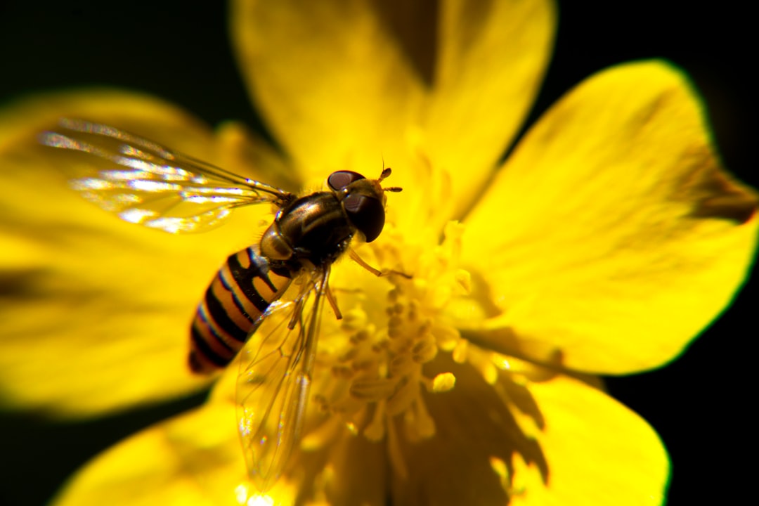 Biodiversity and Its Role in Resilient Food Systems