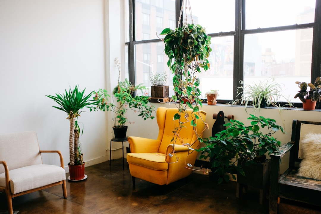 Making the Most of Natural Light for Your Indoor Plants