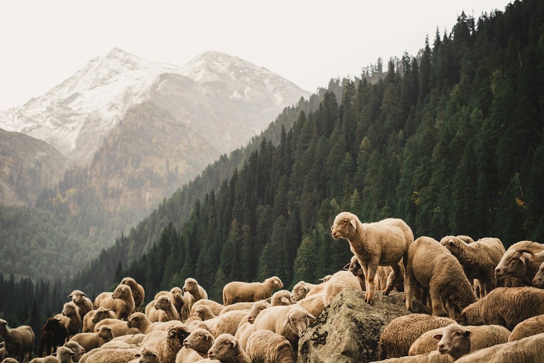 Safe and Efficient Livestock Handling Techniques