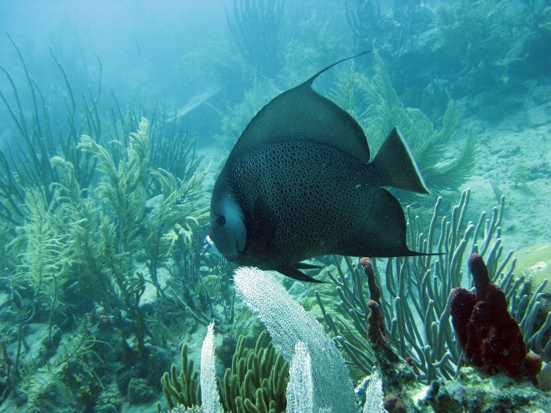 Sustainable Fisheries and Aquaculture: Ecological Considerations
