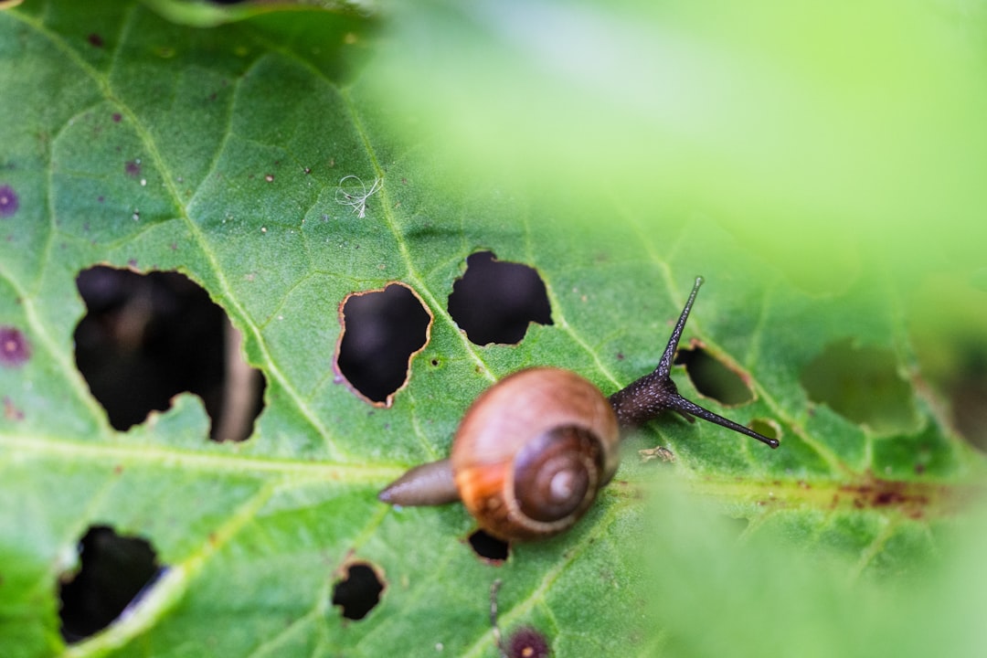 Pest and Disease Management in Crop Production: Principles and Practices