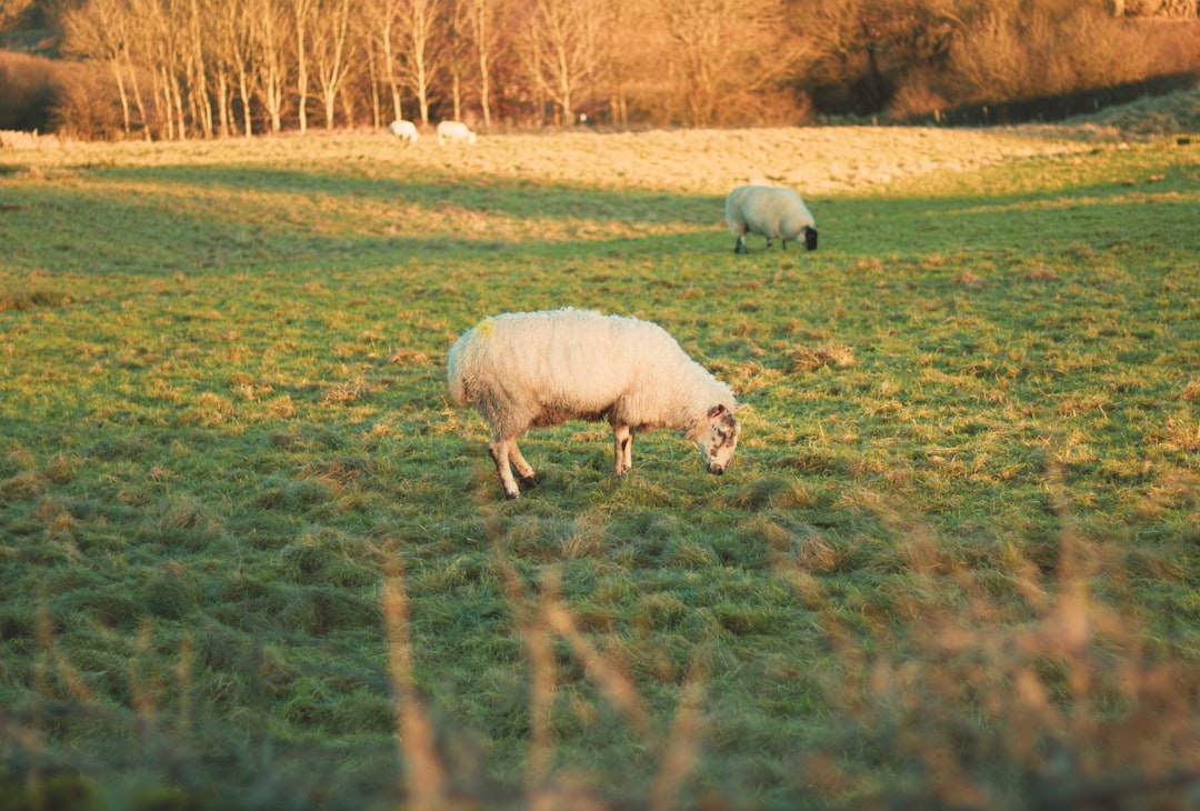 What are the benefits of using intensive grazing methods like cell and mob grazing