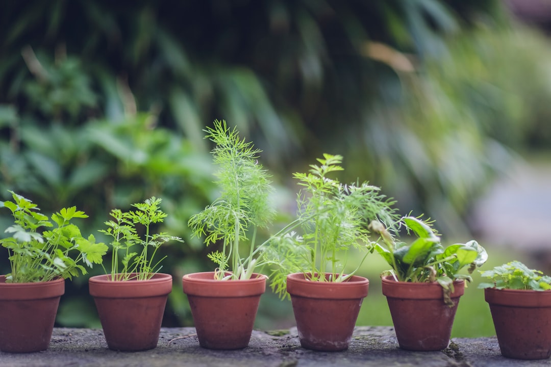 Tips for Growing and Caring for Herbs Indoors and Outdoors