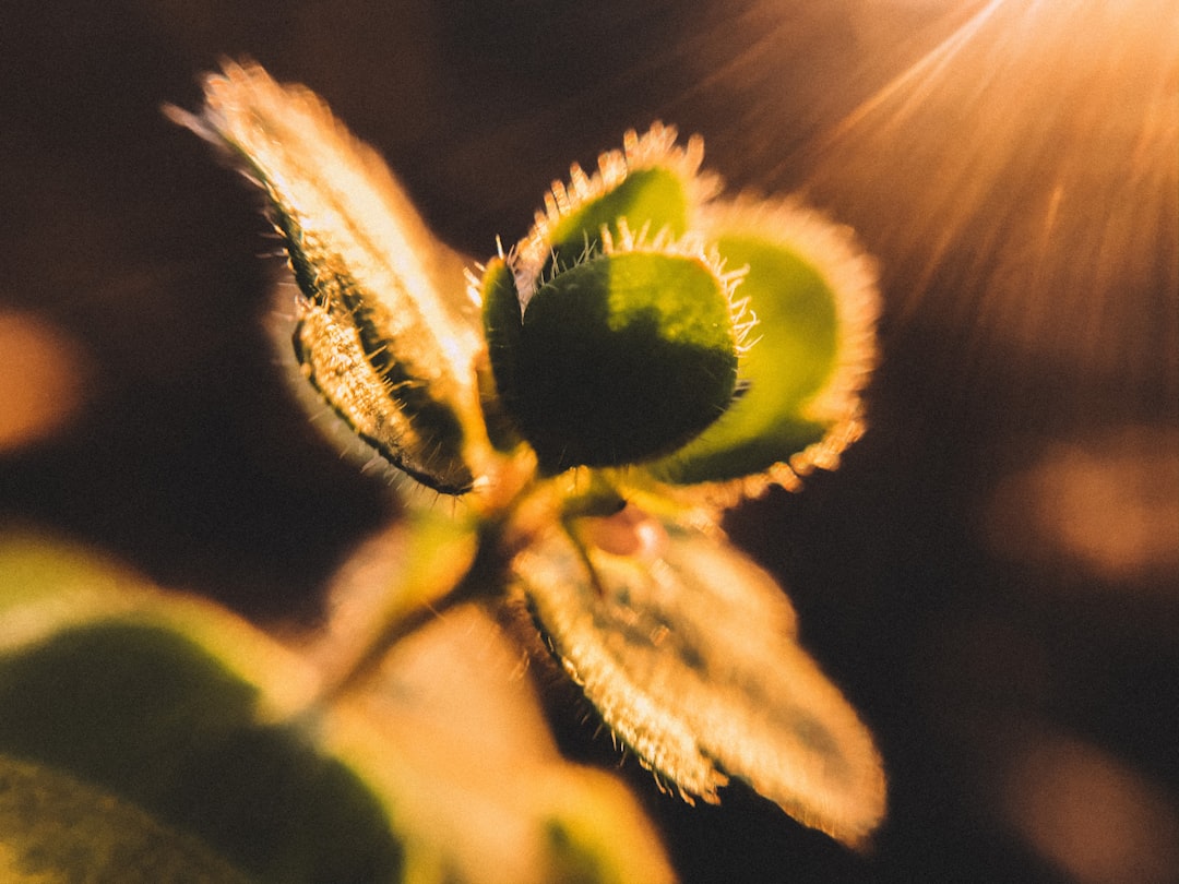 Mastering Various Methods of Vegetative Propagation: Cuttings, Layering, Division, and Tissue Culture (Overview)